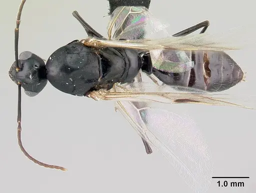 Camponotus alamaina specimen CASENT0492123 image casent0492123_1