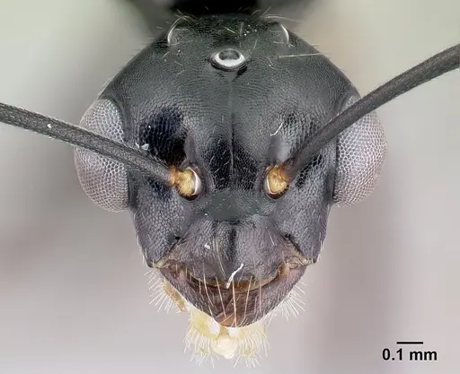 Camponotus alamaina specimen CASENT0492123 image casent0492123_2