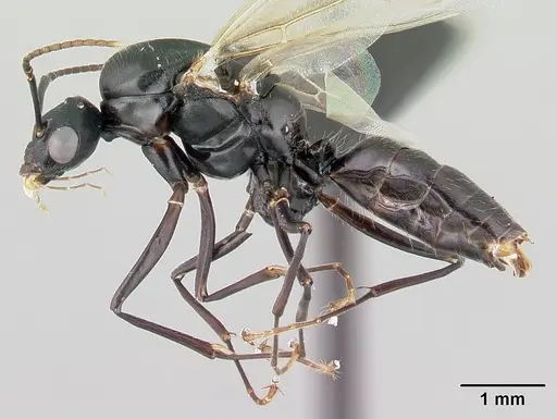 Camponotus alamaina specimen CASENT0492123 image casent0492123_3