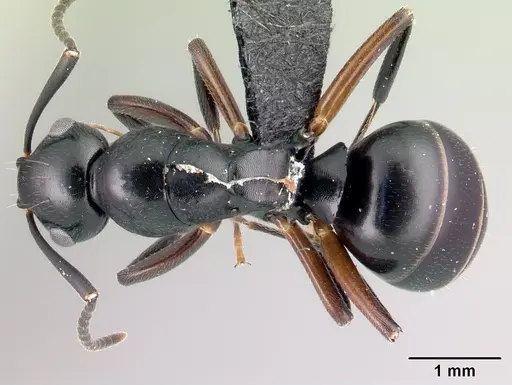 Camponotus alamaina specimen CASENT0492135 image casent0492135_1