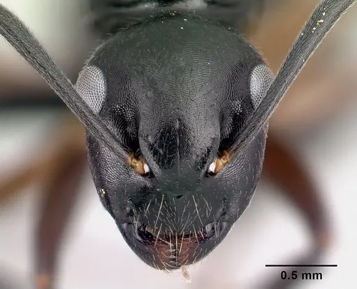Camponotus alamaina specimen CASENT0492135 image casent0492135_2