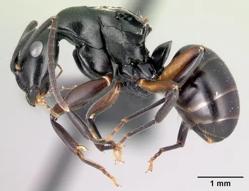 Camponotus alamaina specimen CASENT0492135 image casent0492135_3