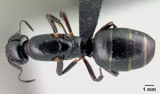 Camponotus alamaina specimen CASENT0492136 image casent0492136_1