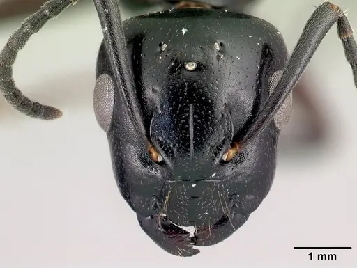 Camponotus alamaina specimen CASENT0492136 image casent0492136_2