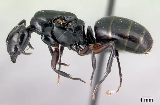 Camponotus alamaina specimen CASENT0492136 image casent0492136_3