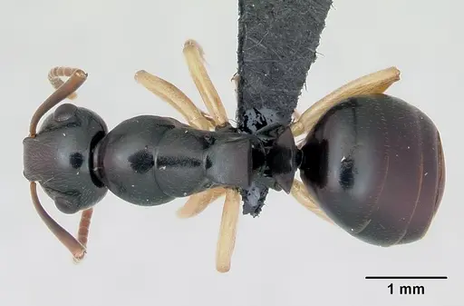 Camponotus alamaina specimen CASENT0499291 image casent0499291_1