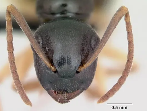 Camponotus alamaina specimen CASENT0499291 image casent0499291_2