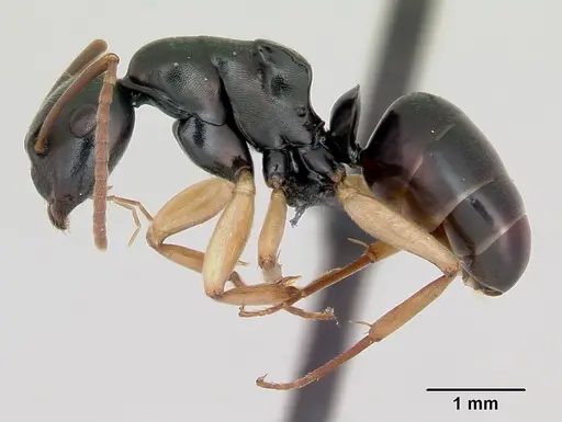 Camponotus alamaina specimen CASENT0499291 image casent0499291_3
