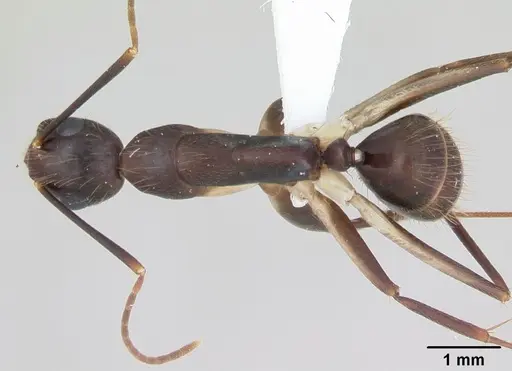 Camponotus albicoxis specimen CASENT0173550 image casent0173550_1