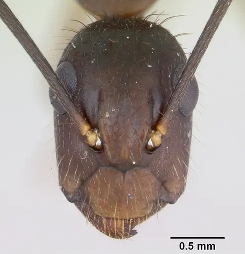Camponotus albicoxis specimen CASENT0173550 image casent0173550_2