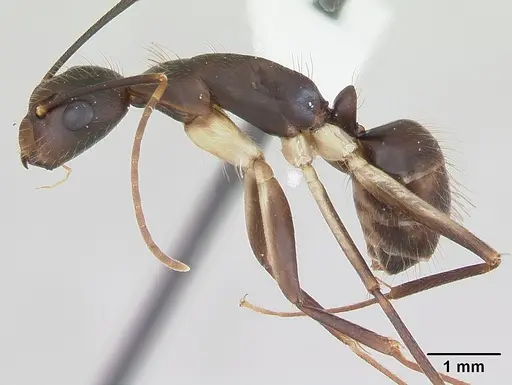 Camponotus albicoxis specimen CASENT0173550 image casent0173550_3