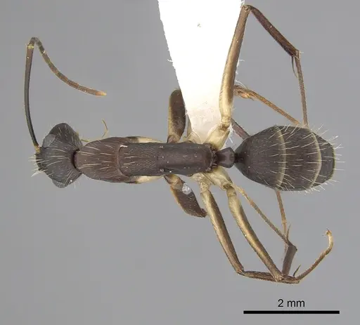 Camponotus albicoxis specimen CASENT0249341 image casent0249341_1