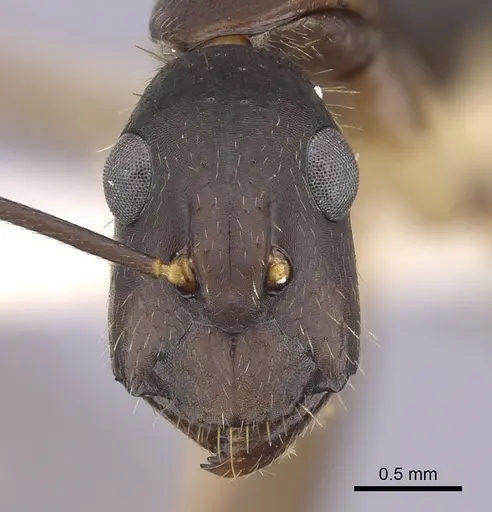 Camponotus albicoxis specimen CASENT0249341 image casent0249341_2