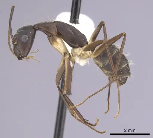 Camponotus albicoxis specimen CASENT0249341 image casent0249341_3