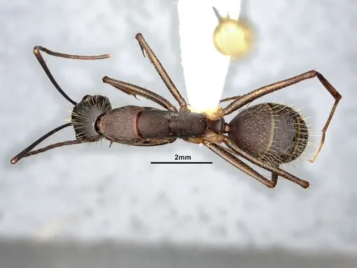 Camponotus albicoxis specimen CASENT0627701 image casent0627701_1
