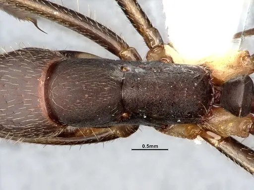 Camponotus albicoxis specimen CASENT0627701 image casent0627701_2
