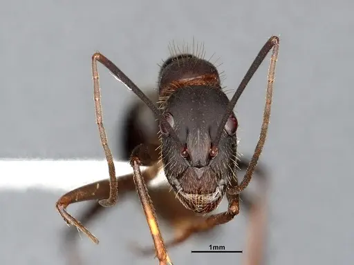 Camponotus albicoxis specimen CASENT0627701 image casent0627701_3