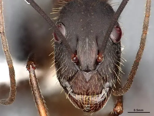 Camponotus albicoxis specimen CASENT0627701 image casent0627701_4