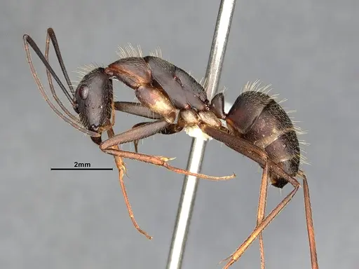 Camponotus albicoxis specimen CASENT0627701 image casent0627701_5