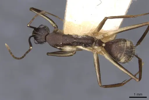 Camponotus albicoxis specimen CASENT0910028 image casent0910028_1