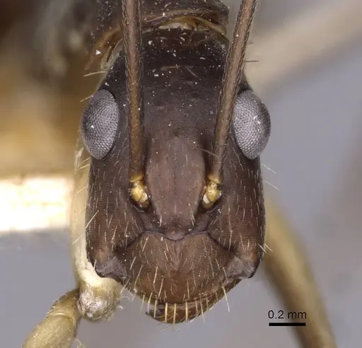 Camponotus albicoxis specimen CASENT0910028 image casent0910028_2