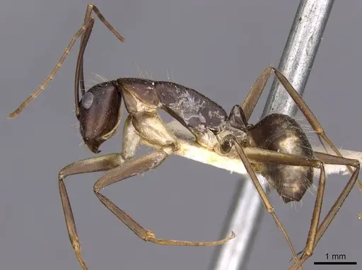Camponotus albicoxis specimen CASENT0910028 image casent0910028_3