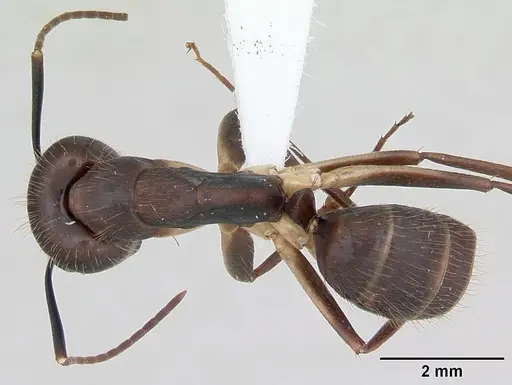 Camponotus albicoxis specimen INBIOCRI001280924 image inbiocri001280924_1
