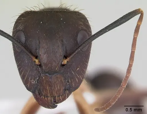 Camponotus albicoxis specimen INBIOCRI001280924 image inbiocri001280924_2