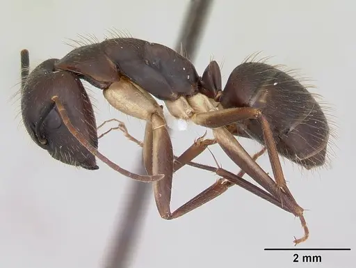 Camponotus albicoxis specimen INBIOCRI001280924 image inbiocri001280924_3