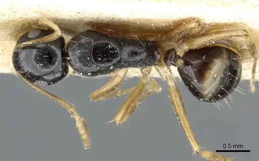 Camponotus albipes specimen CASENT0905459 image casent0905459_1