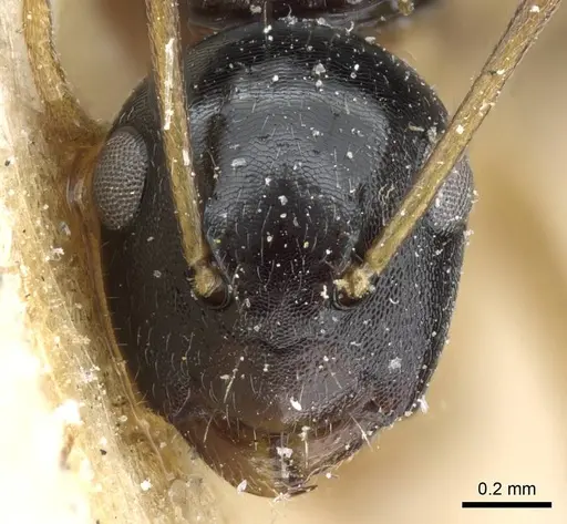 Camponotus albipes specimen CASENT0905459 image casent0905459_2