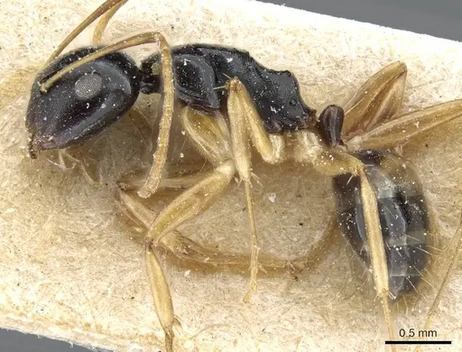 Camponotus albipes specimen CASENT0905459 image casent0905459_3