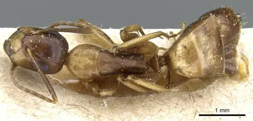 Camponotus alboannulatus specimen CASENT0905506 image casent0905506_1