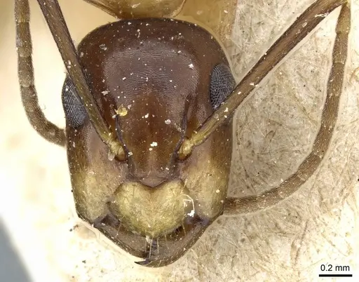 Camponotus alboannulatus specimen CASENT0905506 image casent0905506_2