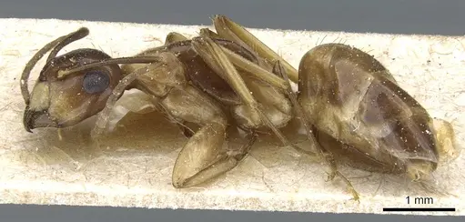 Camponotus alboannulatus specimen CASENT0905506 image casent0905506_3