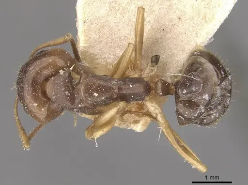Camponotus alboannulatus specimen CASENT0910654 image casent0910654_1
