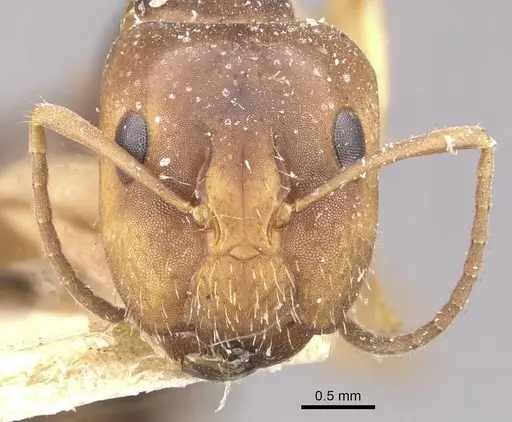 Camponotus alboannulatus specimen CASENT0910654 image casent0910654_2