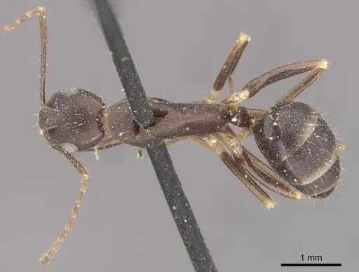 Camponotus alboannulatus specimen CASENT0910655 image casent0910655_1