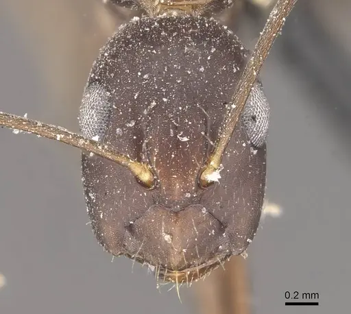 Camponotus alboannulatus specimen CASENT0910655 image casent0910655_2
