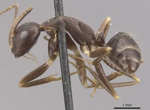 Camponotus alboannulatus specimen CASENT0910655 image casent0910655_3