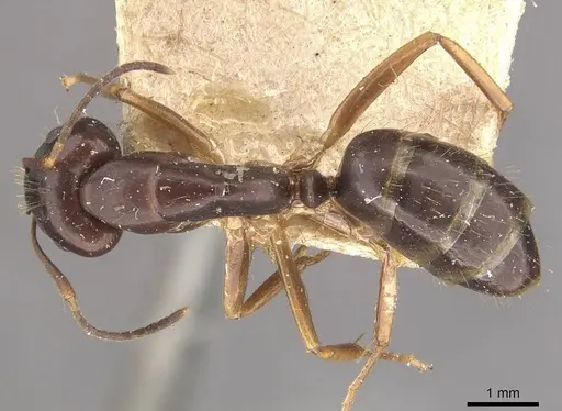 Camponotus alboannulatus specimen CASENT0910656 image casent0910656_1