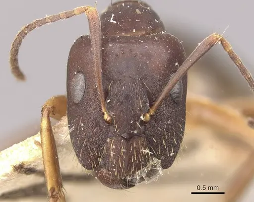 Camponotus alboannulatus specimen CASENT0910656 image casent0910656_2
