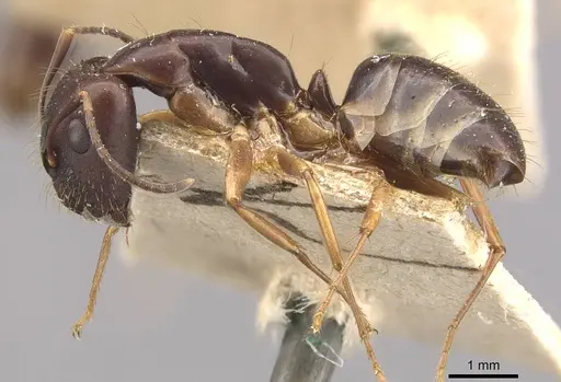 Camponotus alboannulatus specimen CASENT0910656 image casent0910656_3