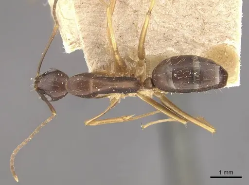 Camponotus alboannulatus specimen CASENT0910657 image casent0910657_1
