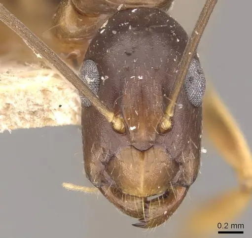 Camponotus alboannulatus specimen CASENT0910657 image casent0910657_2