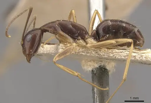 Camponotus alboannulatus specimen CASENT0910657 image casent0910657_3
