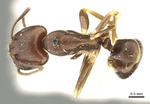 Camponotus alboannulatus specimen CASENT0915779 image casent0915779_1