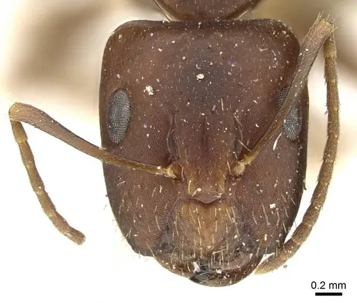 Camponotus alboannulatus specimen CASENT0915779 image casent0915779_2