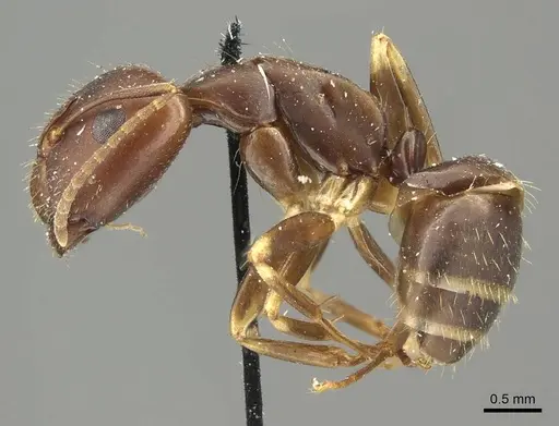 Camponotus alboannulatus specimen CASENT0915779 image casent0915779_3