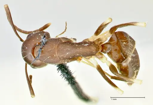 Camponotus alboannulatus specimen FOCOL2494 image focol2494_1